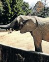 Court challenge to release three elephants from Joburg Zoo Court challenge to release three elephants from Joburg Zoo20
