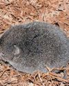 Excitement over elusive Boosmansbos long-tailed forest shrew after 46 years32