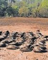 New poisoning tactics threaten SA's vultures8