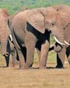 Uncover Africa's best wildlife destinations this Africa Month59