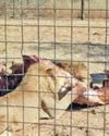 Confronting SA's captive lion industry Confronting SA's captive lion industry20