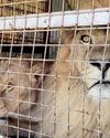 Rescued from circus life: the story of Goliath and Coralie21
