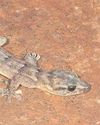 Elusive Gecko rediscovered after more than 30 years20