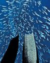 Fishermen ready for nature's epic migration spectacle50