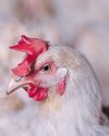 SA launches a mass vaccination programme against avian influenza46