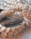 Wild meat trade has moved to TikTok22