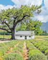 Say 'I do' in style: SA's most stunning spring wedding destinations48