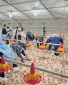 NSPCA raises alarm over company’s plan to breed 89 000 chicks19