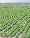 If South Africa is serious about growth, it must back its agri economy51