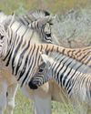 Soil exposure risks African herbivores24