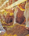 SA grants emergency importation of FMD vaccine to protect livestock SA grants emergency importation of FMD vaccine to protect livestock12