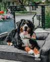 High-end pet features for your home4
