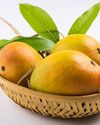 SEASONAL OR SENSATIONAL: The War on All-Year Mangoes SEASONAL OR SENSATIONAL: The War on All-Year Mangoes14