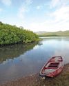 Filipino surfing locale revives mangroves through ecotourism