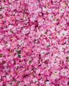 Saudi 'city of roses' offers fragrant reminder of desert's beauty Saudi 'city of roses' offers fragrant reminder of desert's beauty