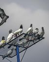 Flight club: Pinching pigeons on the India-Pakistan border Flight club: Pinching pigeons on the India-Pakistan border