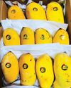 Mango wars: How summer turns fierce and fruity in the UAE14