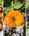 Interior designer turns her rooftop into organic farm14