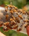 Doctors warn of rare cardiac risks due to insect stings8
