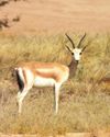 City nature challenge: Residents discover 1,300 wild plants and animals in Dubai12