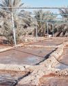Ras Al Khaimah farmer grows rice, yields 60kg a year0