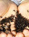 Rotten insects, climate change: S Korea battles invasion by ‘lovebug’30
