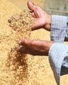 Eco-friendly revolution at work: Their houses are made from rice24