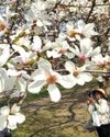 How mowing less lets flowers bloom along Austria’s ‘Green Belt’ How mowing less lets flowers bloom along Austria’s ‘Green Belt’26