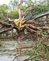 Typhoon Bualoi kills dozens in Vietnam and Philippines29