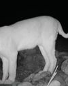 Critically endangered wild cat spotted at Wadi Wurayah Critically endangered wild cat spotted at Wadi Wurayah7