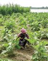 Snakebite surge as record rains lash Bangladesh26