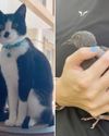 Animals and birds in distress find homes as residents reach out and rescue9