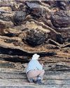 Dinosaurs roamed the Western Cape Dinosaurs roamed the Western Cape