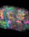 The first 3D map of a mammal brain The first 3D map of a mammal brain