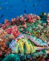 Coral reefs14
