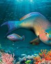 THE PARROTFISH15