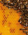Superfood brings hope for honeybees10