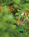 OF STRIPES AND SPIRITS