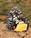 WINGS OF CHANGE