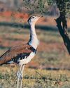 WILDLIFE'S BLIND SPOTS