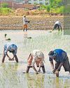 Humidity, paddy push Punjab's power demand to all-time high3
