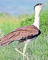 { CONSERVATION BID } New strategy to allow GIBs to hatch and grow in the wild42