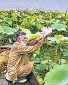 Lotus blooms at Wular Lake again after three decades36