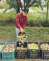 Dry spell brings sweet surprise for farmers as Valley records boost in stone fruit production21