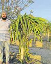 Dragon fruit takes roots in Punjab, farmers eye profits2