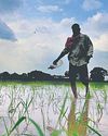 Sowing almost over, state eyes bumper paddy yield9