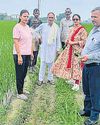 Now paddy dwarfing virus alert in K'shetra; stay vigilant, farmers told25