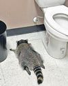 Raccoon goes on drunken rampage in liquor store, passes out in toilet24