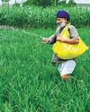 ‘Heatwaves will become major threat to rice, agri labour’27