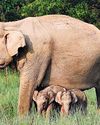 Elephant at Corbett Reserve births twins Elephant at Corbett Reserve births twins7